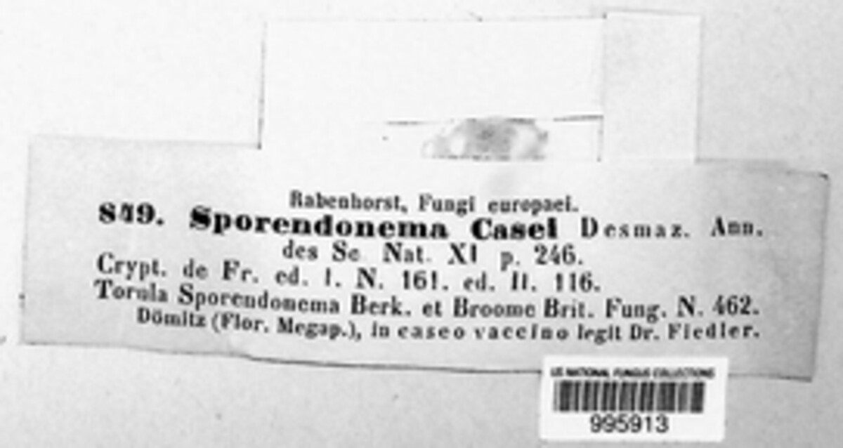 Sporendonema casei image